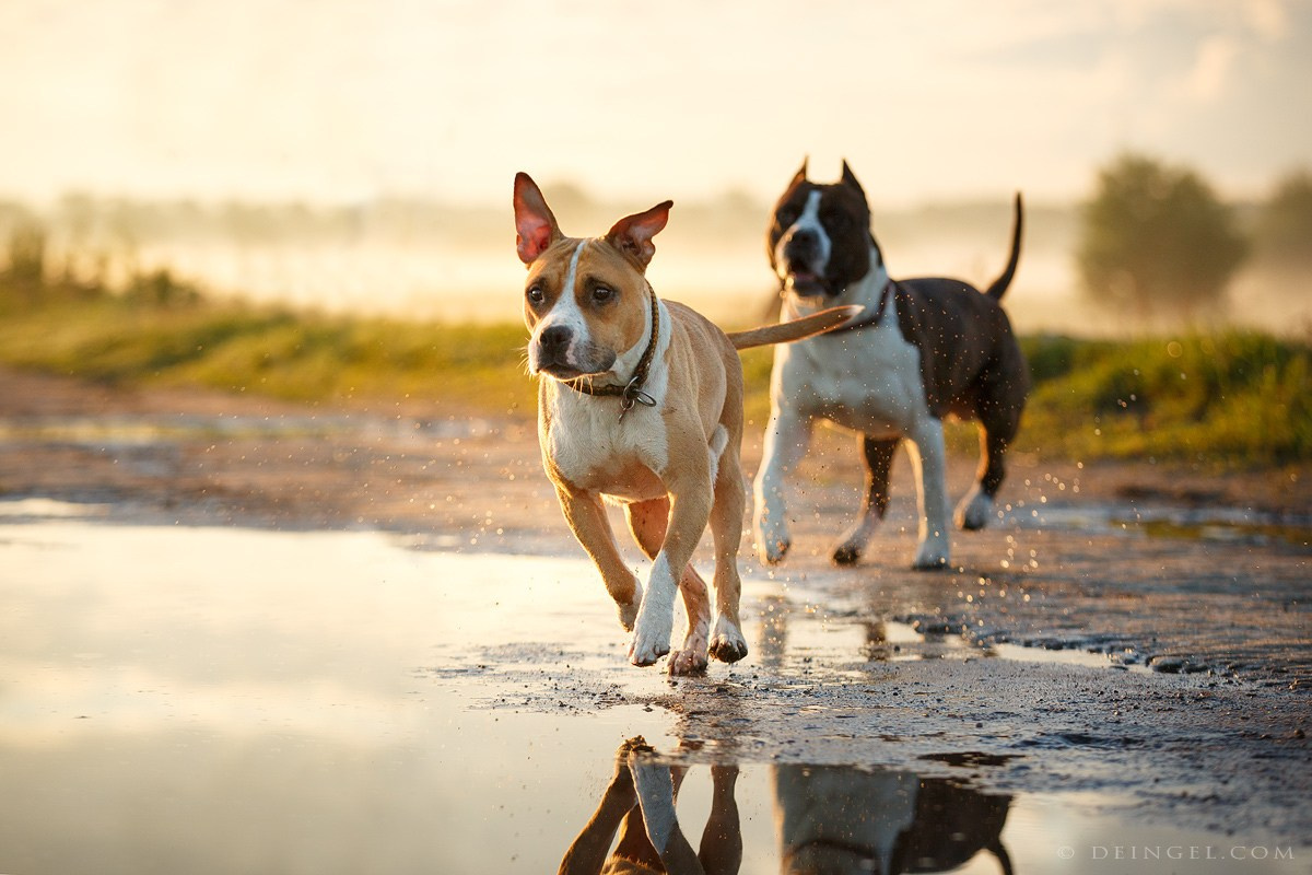 АСТ Федя, Пако и Ника. Фотограф-анималист Natalia Deingel | Фотосъемка собак в Москве