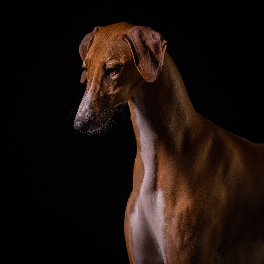 Отзыв о моей лекции о фотосъёмке собак. Фотограф-анималист Natalia Deingel | Фотосъемка собак в Москве