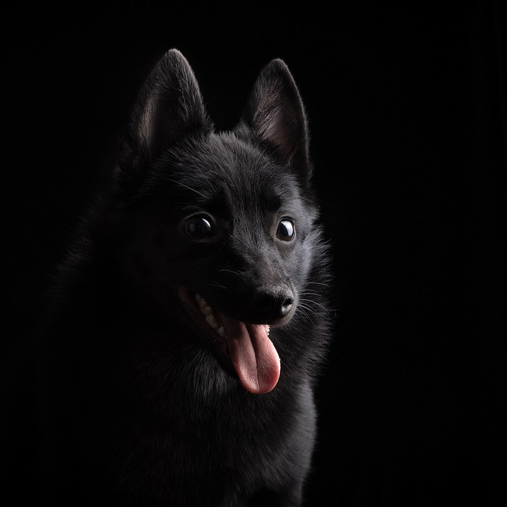 Студийная съёмка собак. Фотограф-анималист Natalia Deingel | Фотосъемка собак в Москве