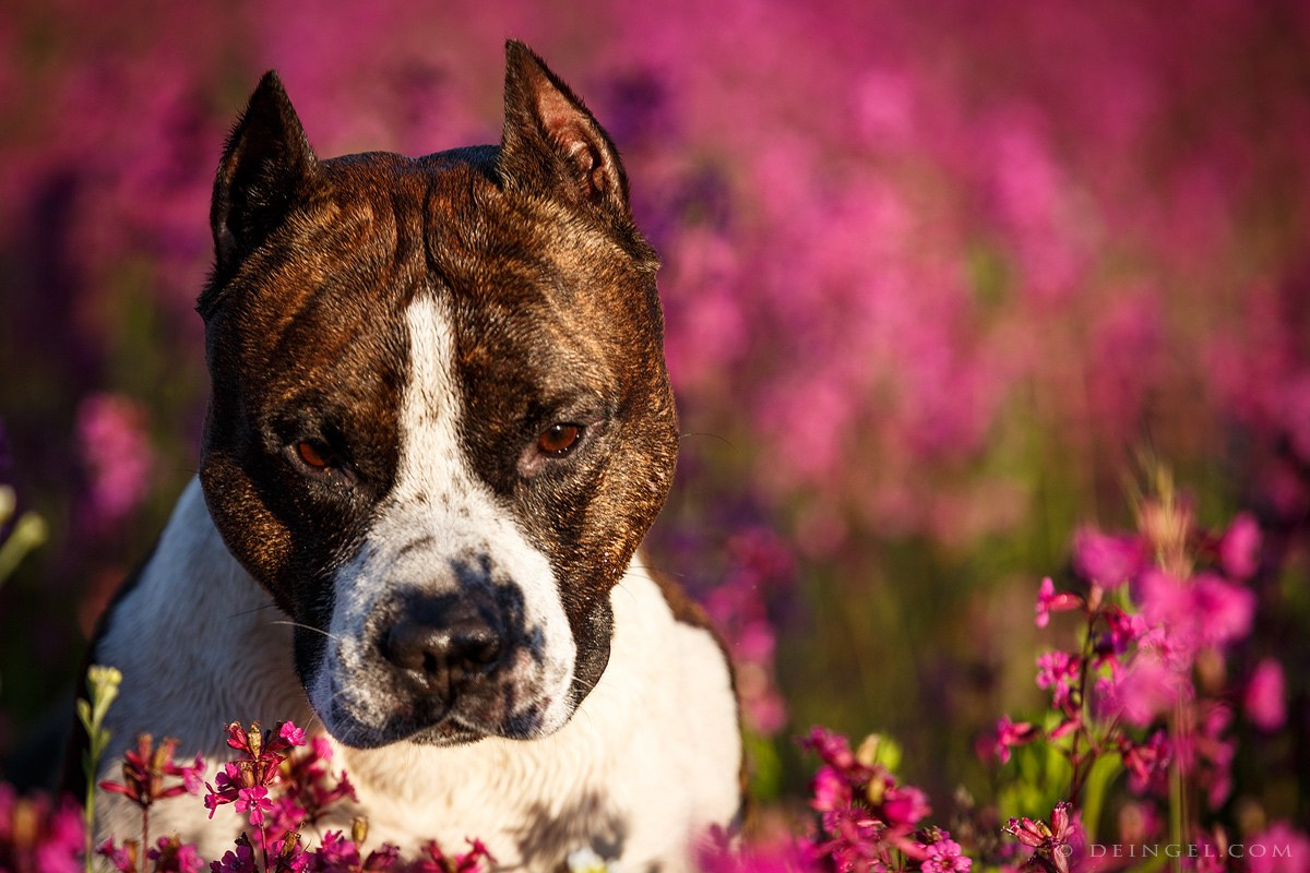 АСТ Федя, Пако и Ника. Фотограф-анималист Natalia Deingel | Фотосъемка собак в Москве