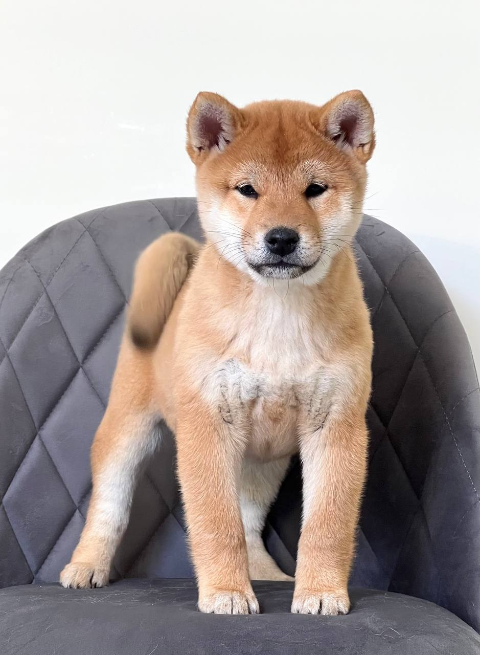 Сиба Rubylight Zoe питомник Рубилайт 