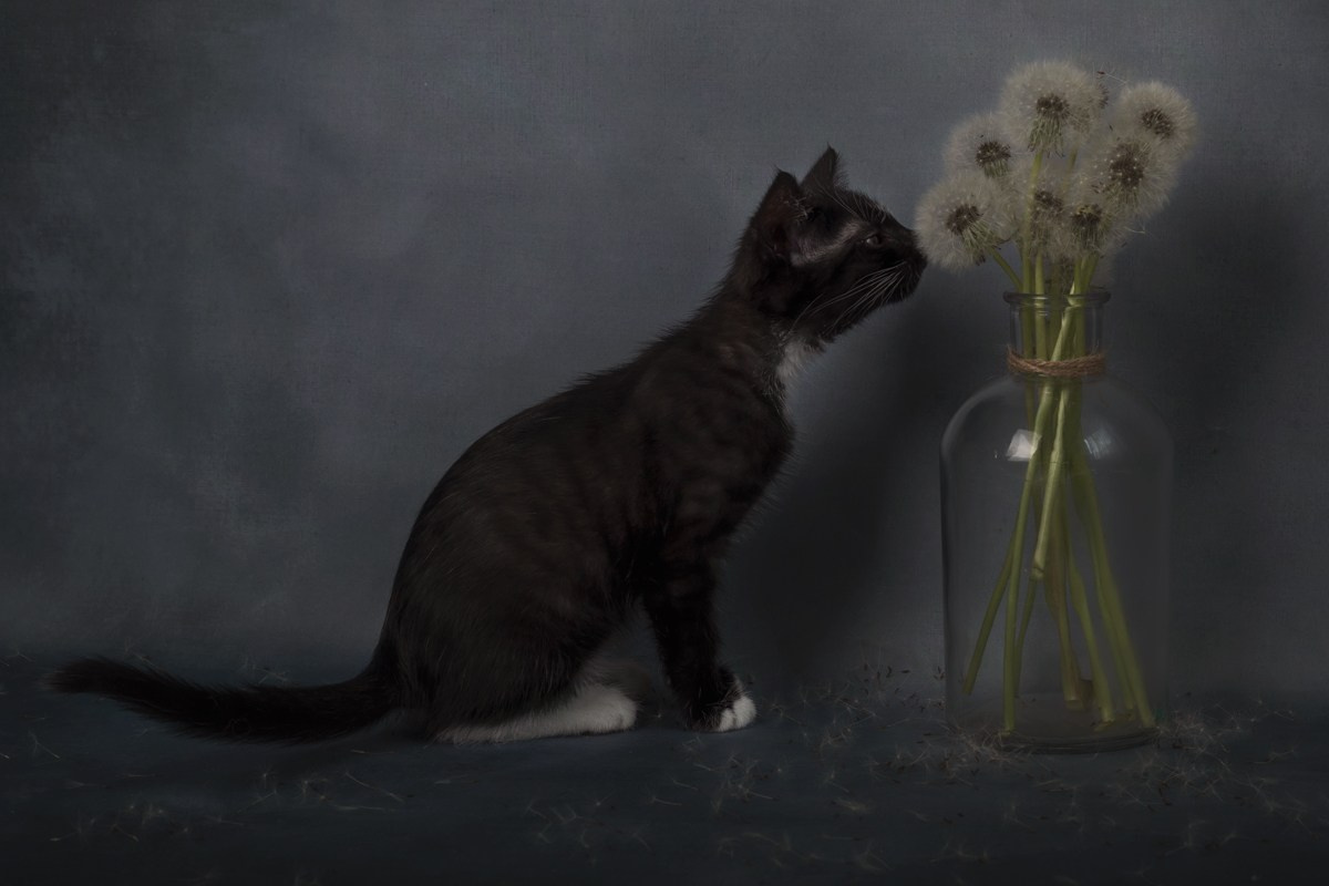 Разное. Фотограф Александр Чазов