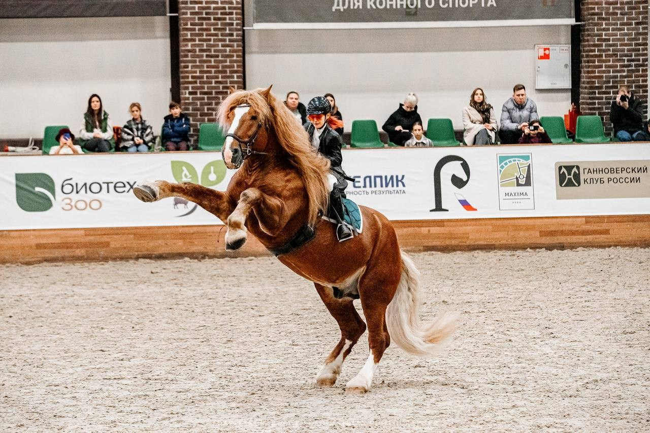 КОННАЯ РОССИЯ 2024. Конный фотограф Куракина Дарья • Фотосессии с лошадьми