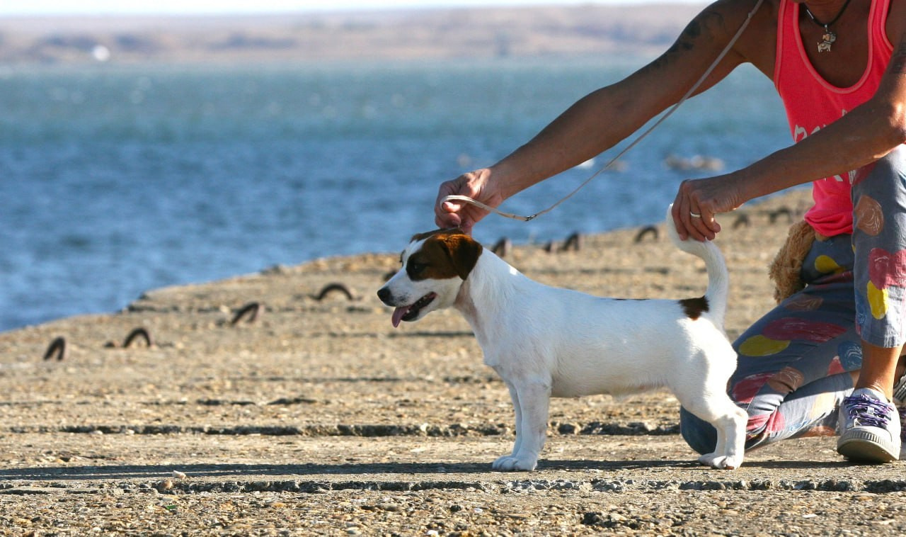 Lovely-Orange Avrora. Lovely-Orange питомник джек рассел терьеров