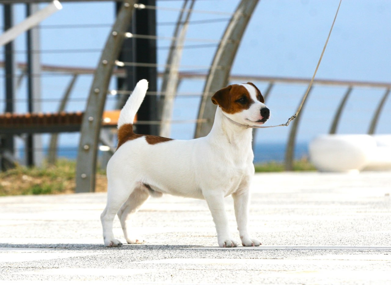 VOLNA STAR LAGERFELD LEGENDS. Lovely-Orange питомник джек рассел терьеров