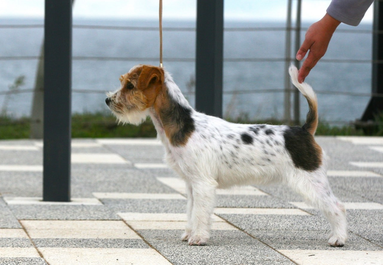 Lovely Orange Finka Del Mare Merlot. Lovely-Orange питомник джек рассел терьеров