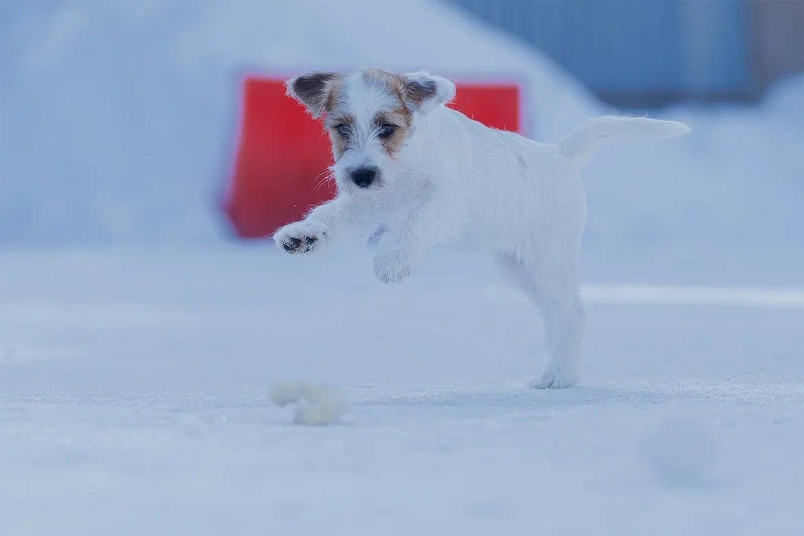 Сука 2. Lovely-Orange питомник джек рассел терьеров