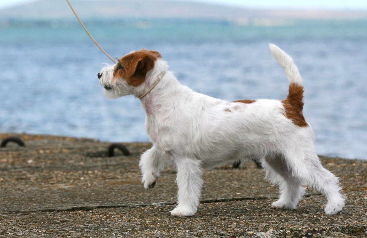 Anroal Chiquilla aka Miya. Lovely-Orange питомник джек рассел терьеров