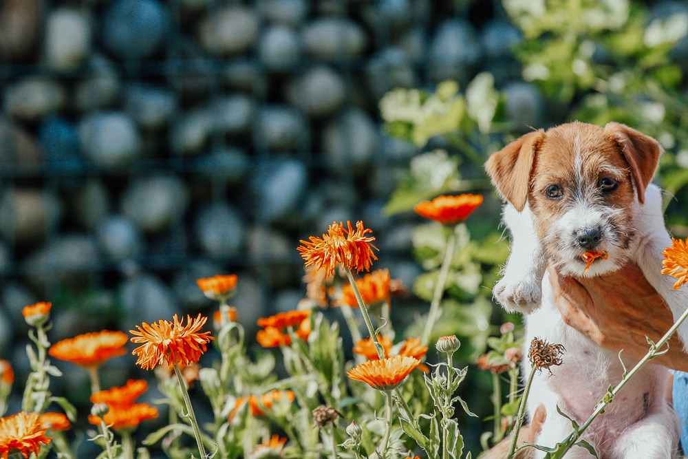 Джек рассел терьер купить.