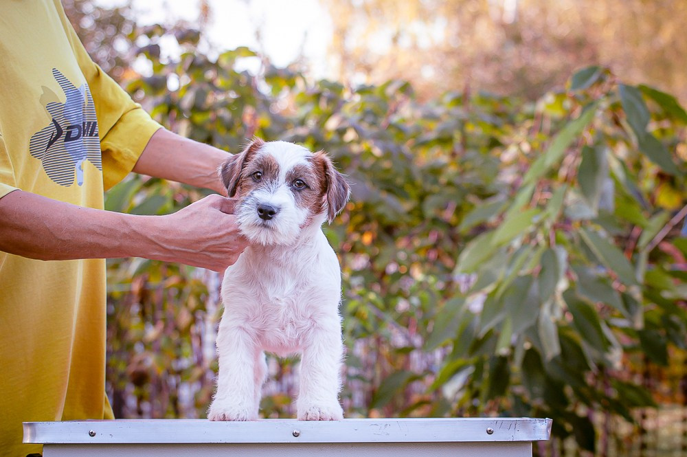 CANE MAESTRO STIMOROL ICE. CANE MAESTRO — kennel Jack Russell Terrier