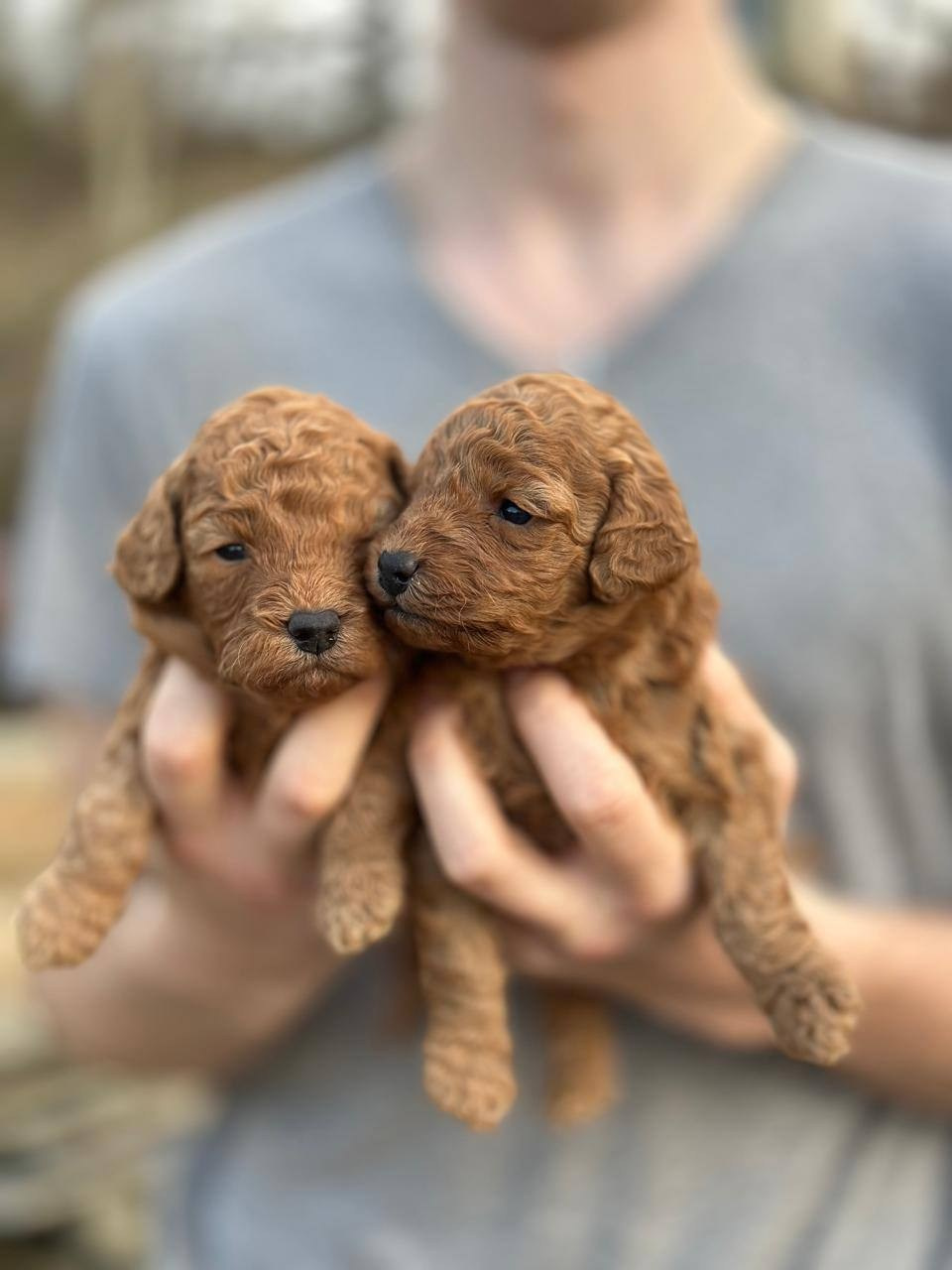 Щенки. Заводчик Labradoodle в Санкт-Петербурге — Костылева Ульяна