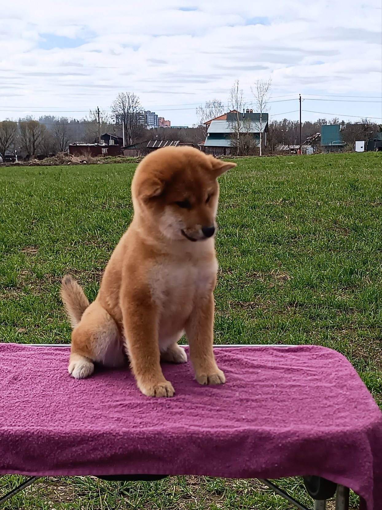 Сиба Rubylight Ellis питомник Рубилайт