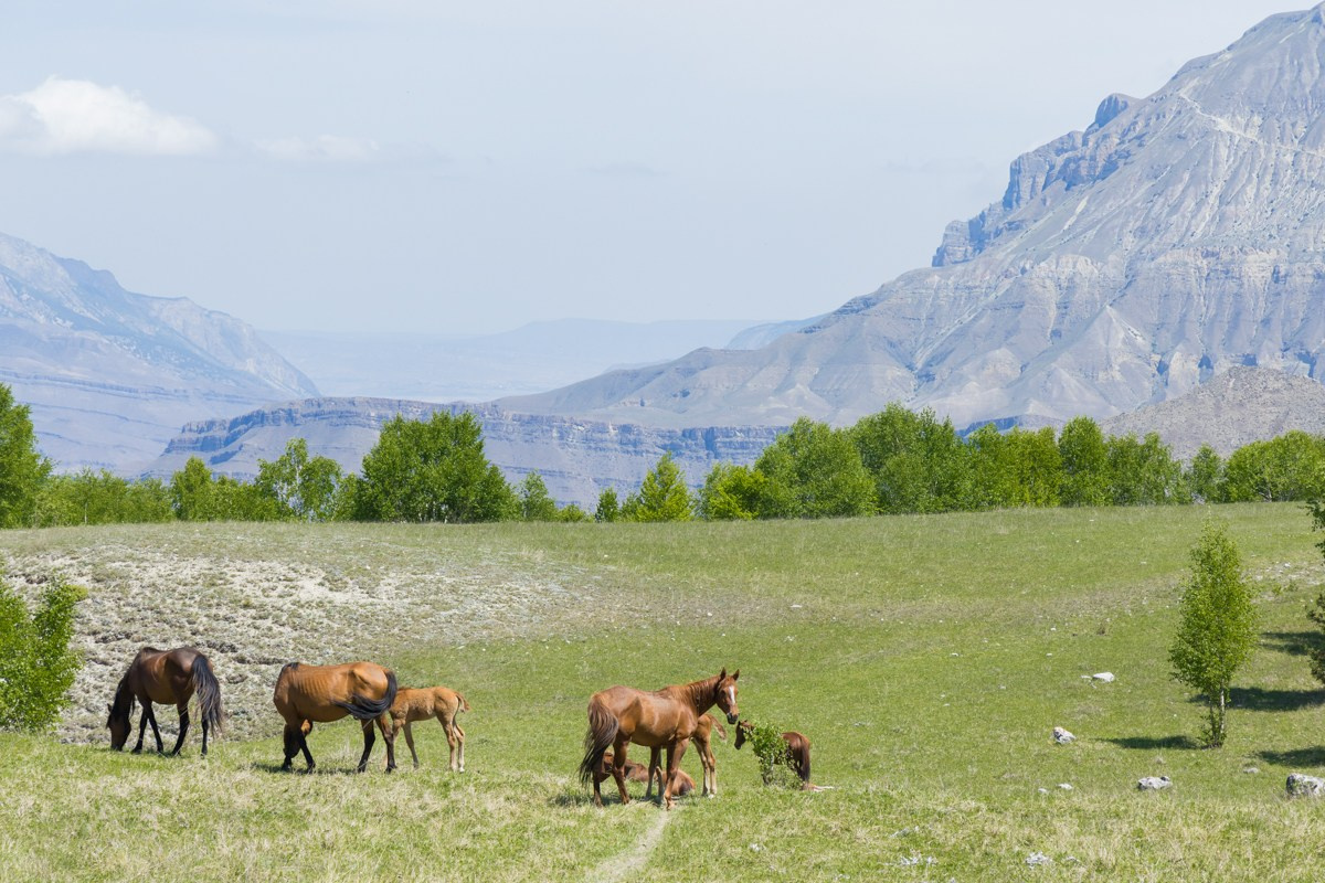 Животные. Photomantis