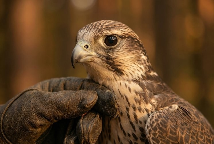 FIN Лесная Сокольница. Шаблоны и дизайны выпускных альбомов и фотокниг