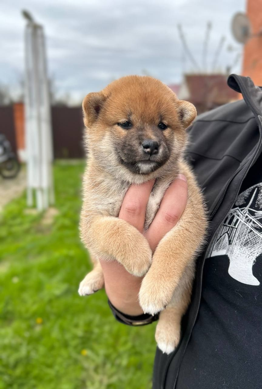 сиба питомник Рубилайт щенки на продажу rubylight  сиба щенки купить СПб Санкт-Петербург