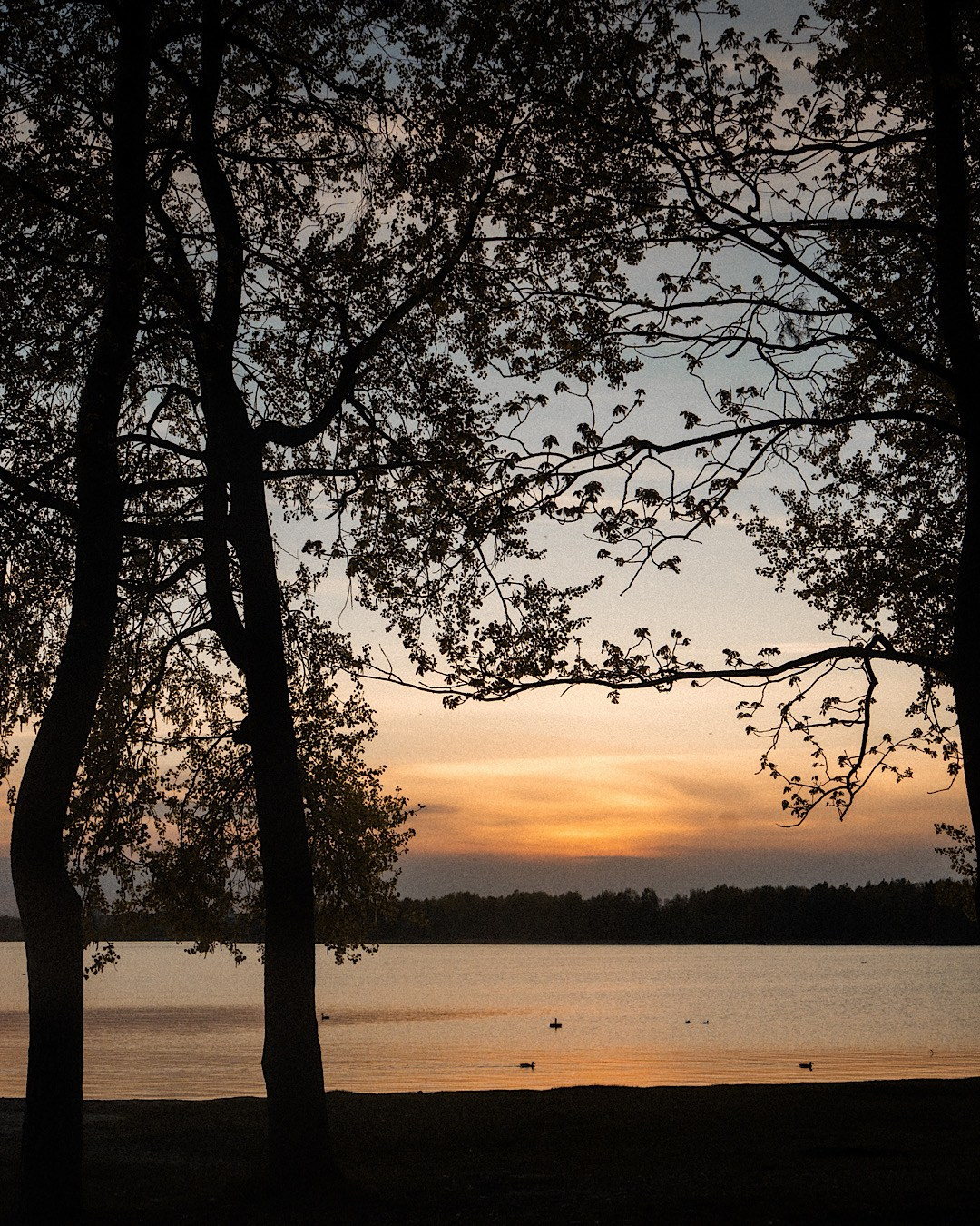 Марина и Мышка. Фотограф анималист в Москве и Санкт-Петербурге Свиридова Анна