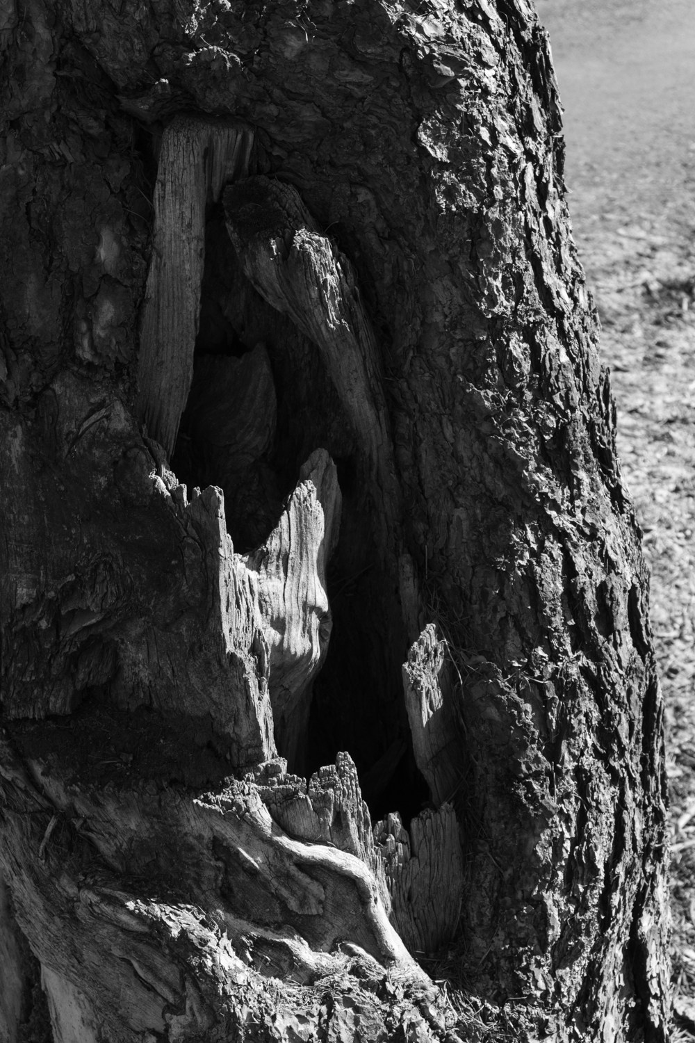 There is a branch in my shoulder. Maria Barakova