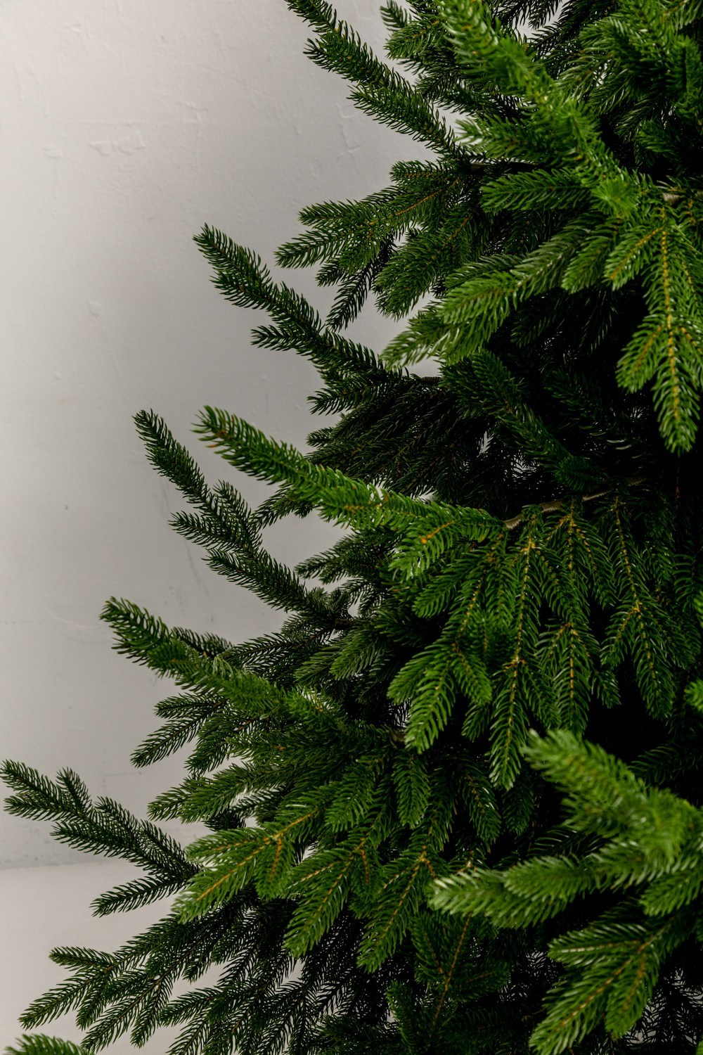 Елка. Фотограф Алексей Зозин в Москве