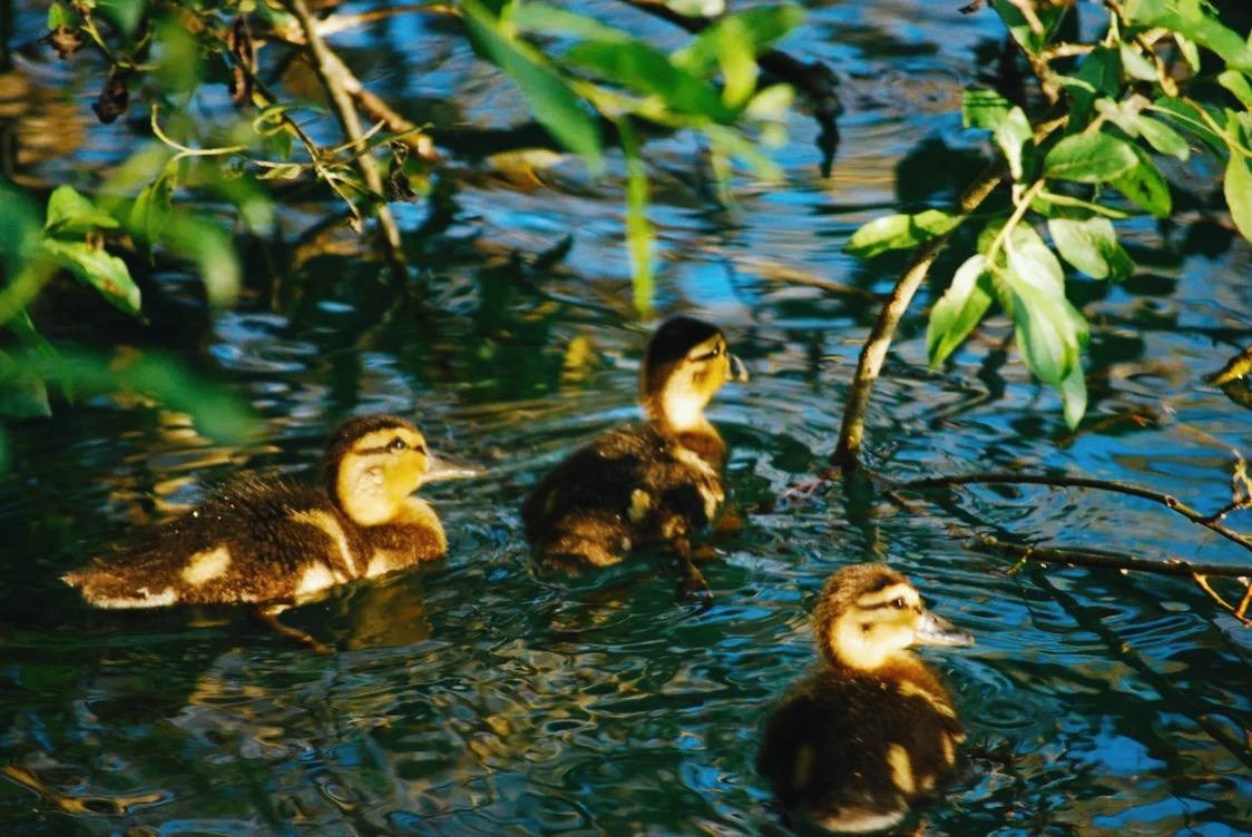 Птицы. Костюмер, художник кино и телевидения в спб