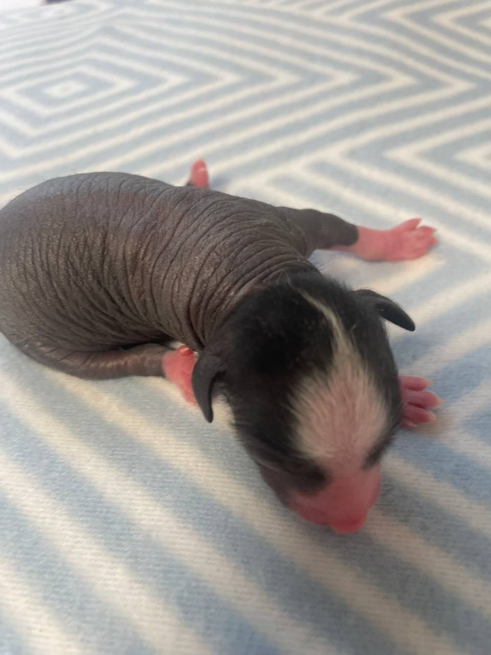 D3 День Рождения