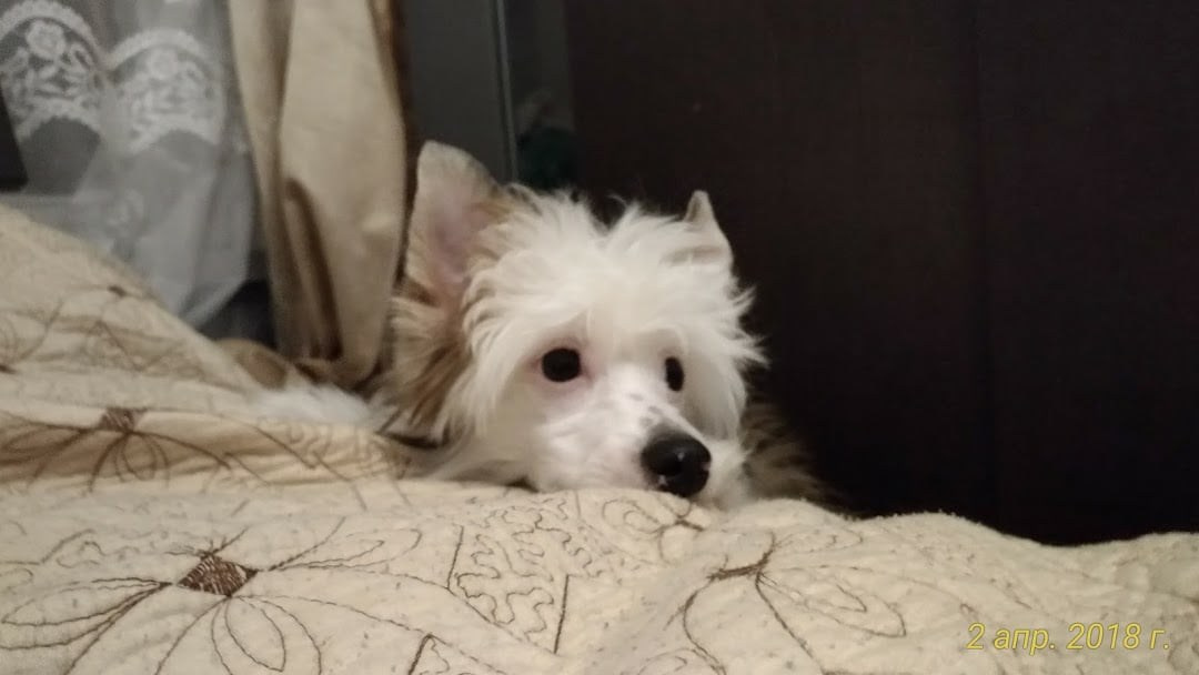 Poale Ell Barthalamew. Chinese Crested Dog Kennel Poale Ell