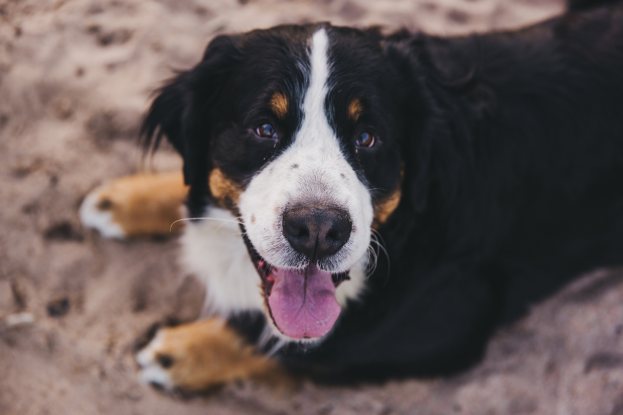 ANNA & DMITRIY. Фотограф в Сочи, Санкт-Петербурге, Москве, Италии, Франции, Черног