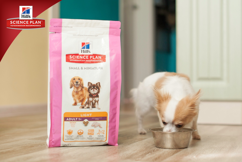 Фотосъёмка для компании Hill`s (2017, перенос со старого сайта). Фотограф собак, фотограф-анималист Аня Титова (Titanya). Москва