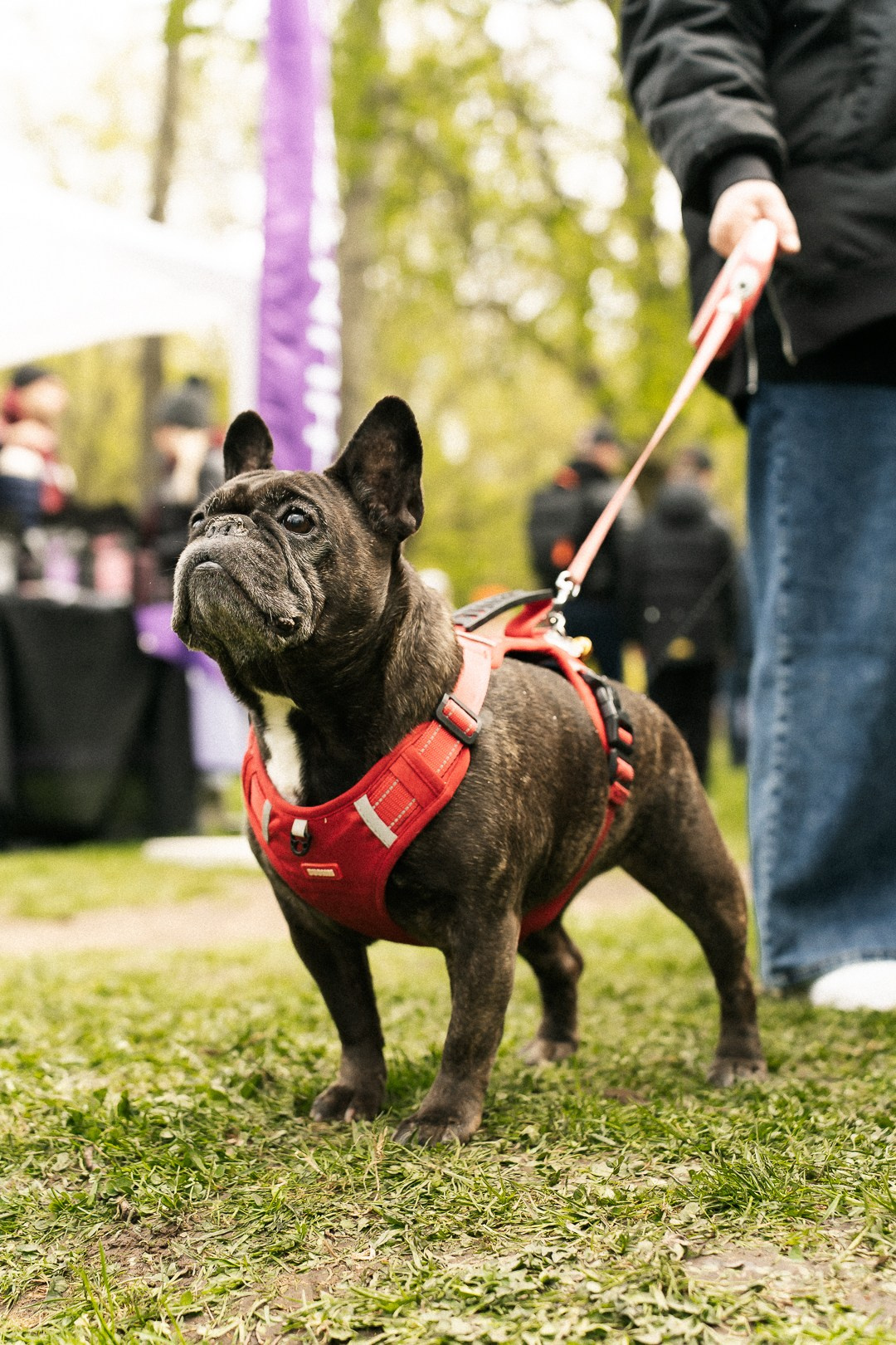 Парад Бульдогов. Axenov_eugene