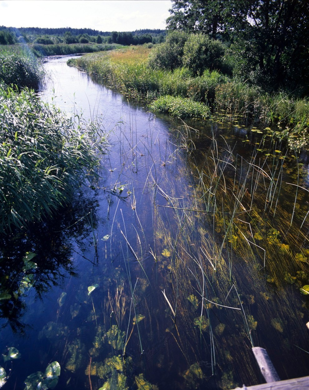 Лето. ВАДИМ ГИППЕНРЕЙТЕР — ВЕЛИКИЙ ФОТОГРАФ ЗЕМЛИ РУССКОЙ