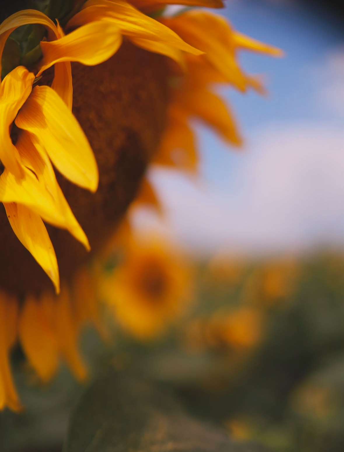 Подсолнухи. Семейный и свадебный фотограф в Минске Юлия Грин