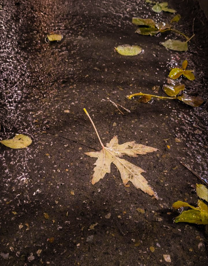 Проект «366»|2024|Фото каждый день. LENA GRACE photographer ||ЛЕНА ГРЭЙС фотограф