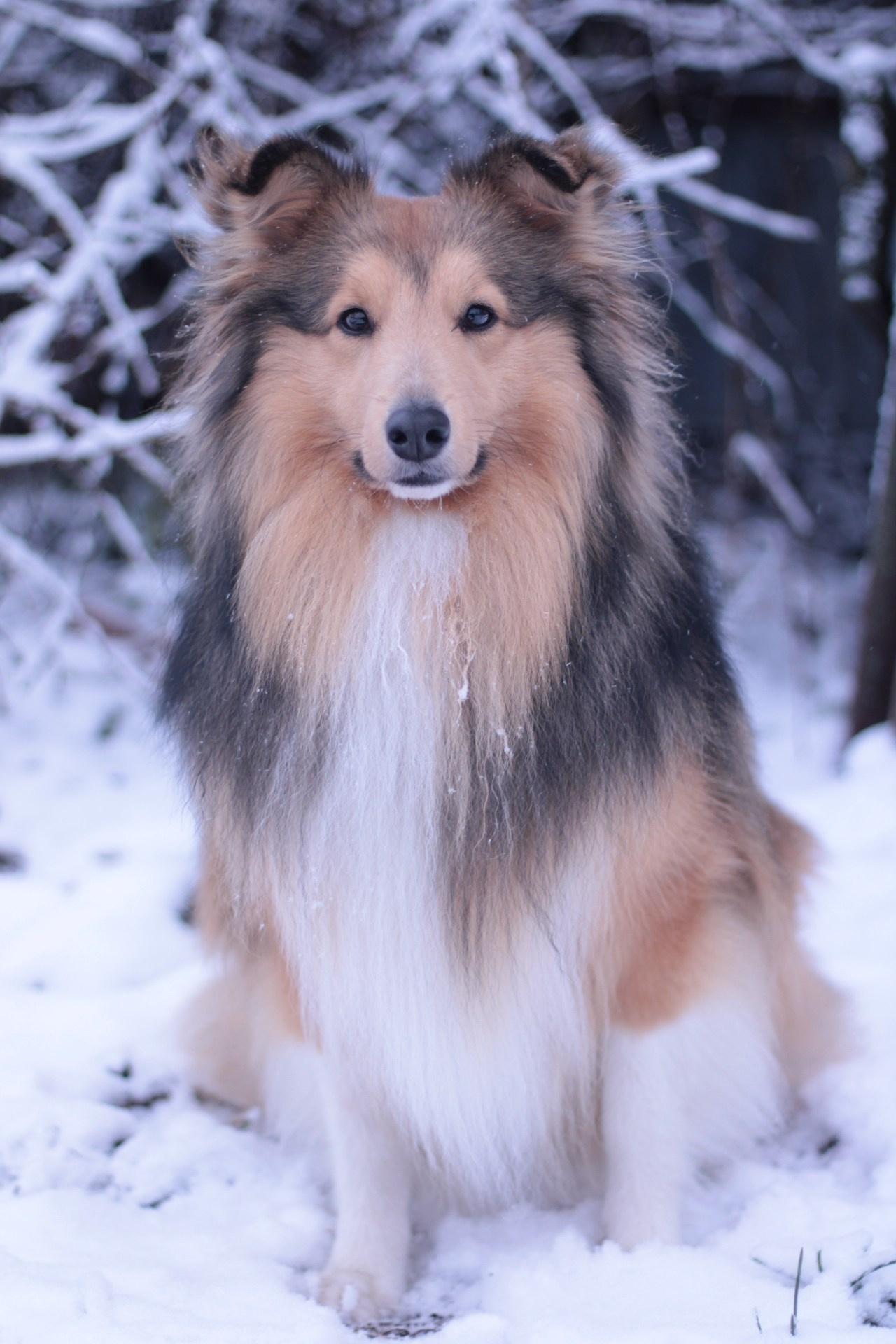 Арчи мой питомец шелти. Катя Попова|ЛайфСтайл фотограф