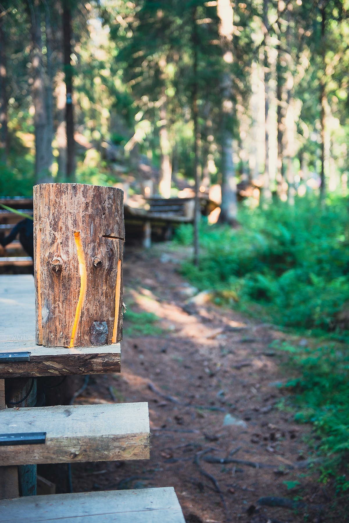 Карелия. Фотограф-анималист Наталья Светличная