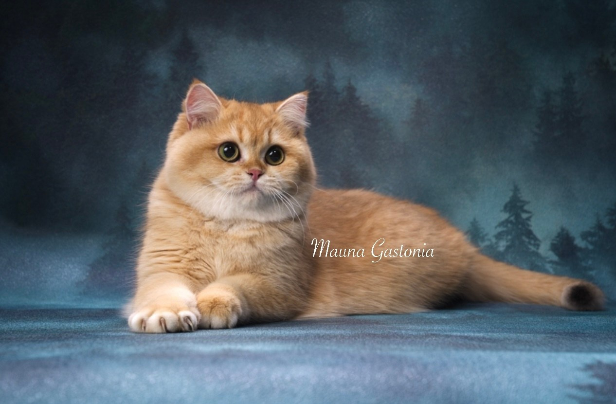 Barselona. Mauna Gastonia