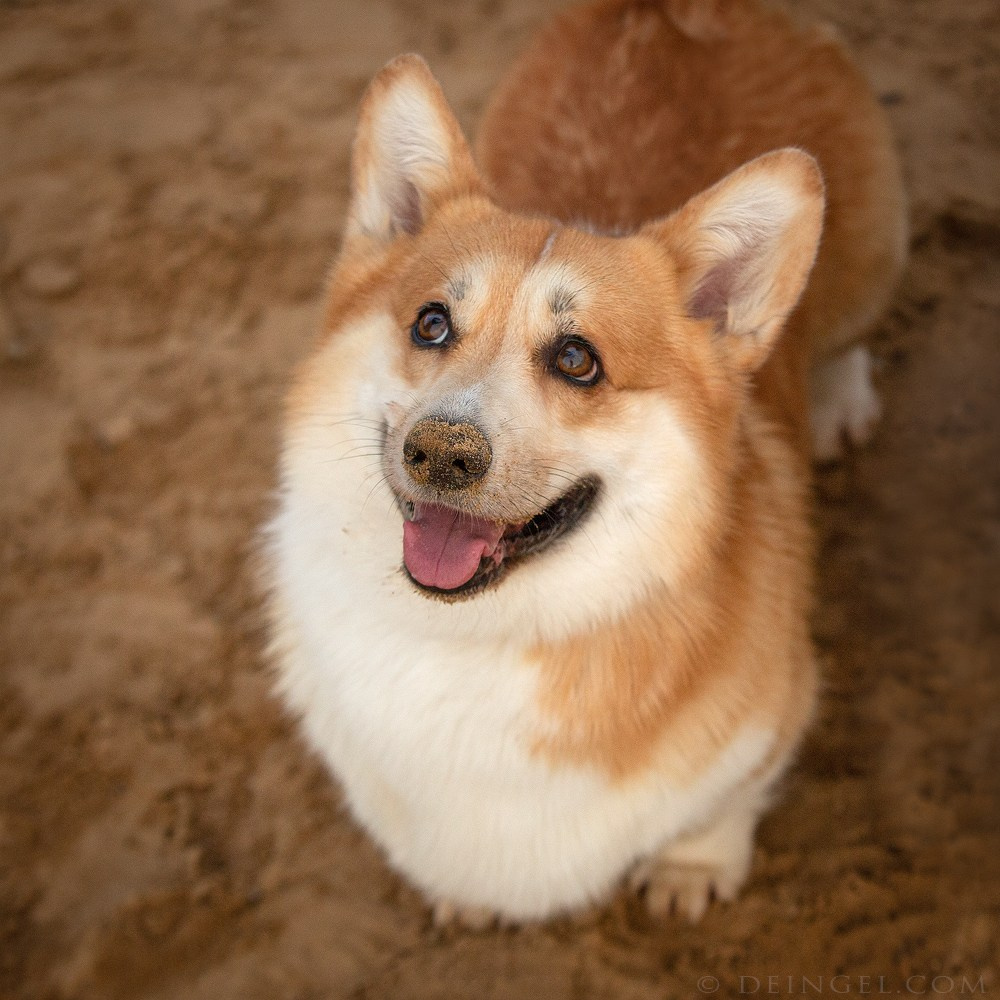 Корги в осеннем парке. Фотограф-анималист Natalia Deingel | Фотосъемка собак в Москве