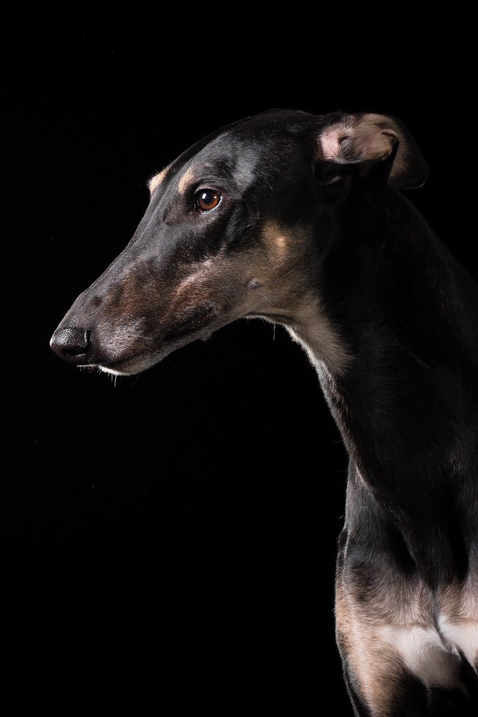 Небольшой отчёт о том, как прошли студиные фото дни. Фотограф-анималист Natalia Deingel | Фотосъемка собак в Москве