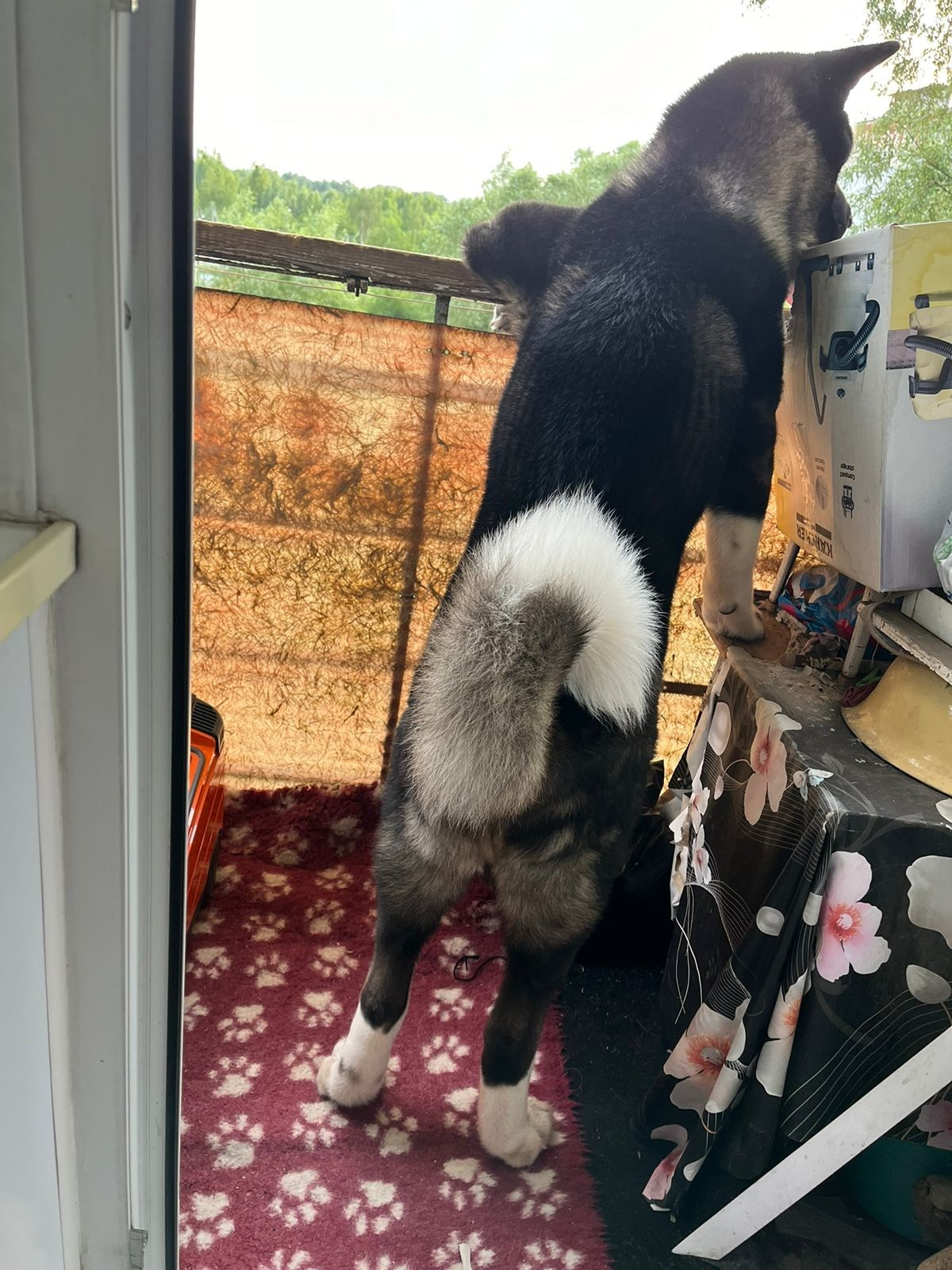 Rubylight Grom Американская акита питомник Рубилайт