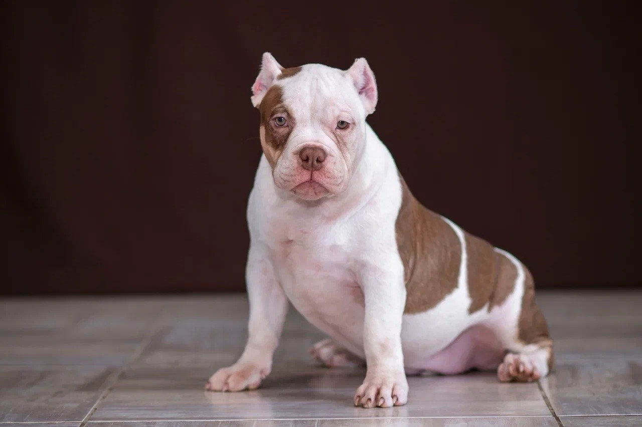 Свободные щенки Американский Булли в Иркутске. Питомник собак Иркутск