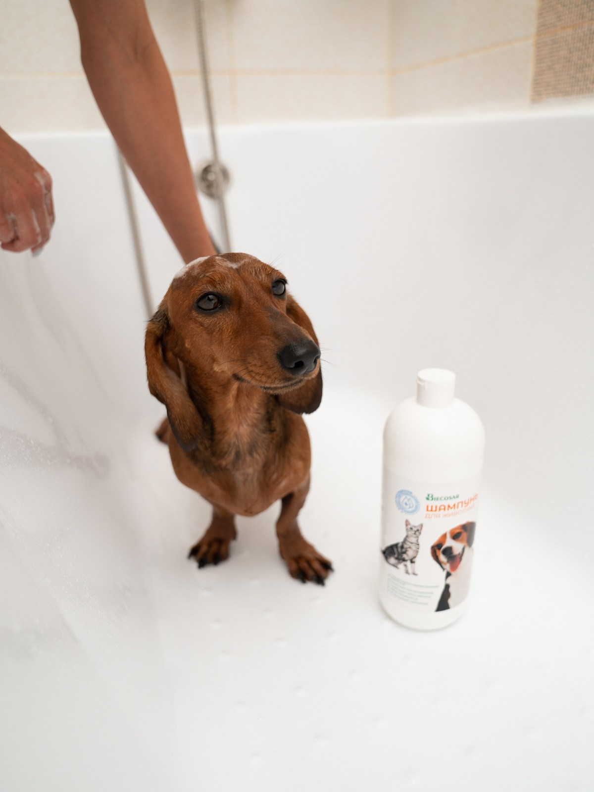 Съемки с животными. КЕД Студия-контент агентство полного цикла СПБ. Создаём фото, видео и контент, который помогает брендам и селлерам продавать больше