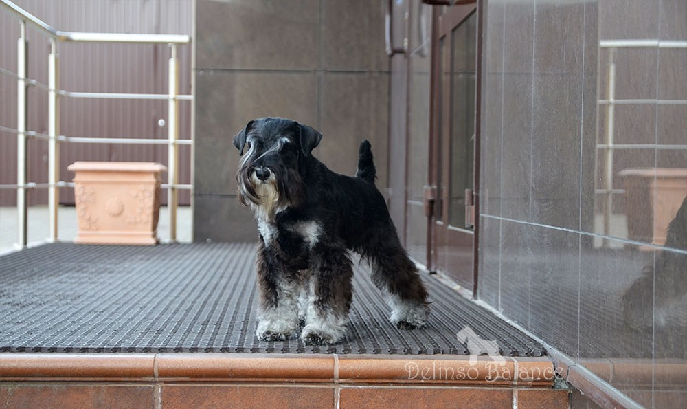Питомник Делинсо Бэлэнс, щенки цвергшнауцера, купить щенка цвергшнауцера, питомник цвергшнауцеров, кобель цвергшнауцера для вязки, щенок цвергшнауцера, питомник цвергшнауцеров, черный с серебром, цверг, лучший питомник в беларуси