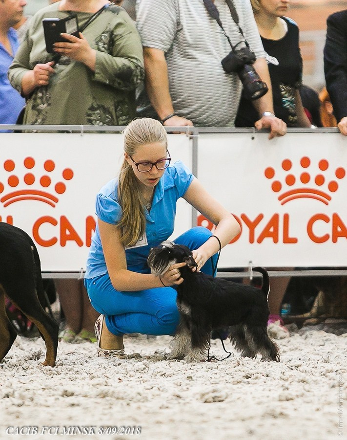 Бугатти/ Delinso Balance Bugatti. Питомник цвергшнауцеров в Беларуси «Делинсо Бэлэнс»