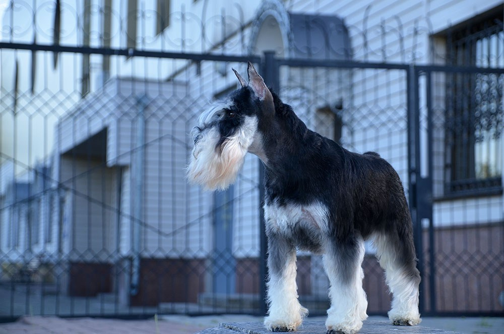 Арчи/Delinso Balance Archibald. Питомник цвергшнауцеров в Беларуси «Делинсо Бэлэнс»