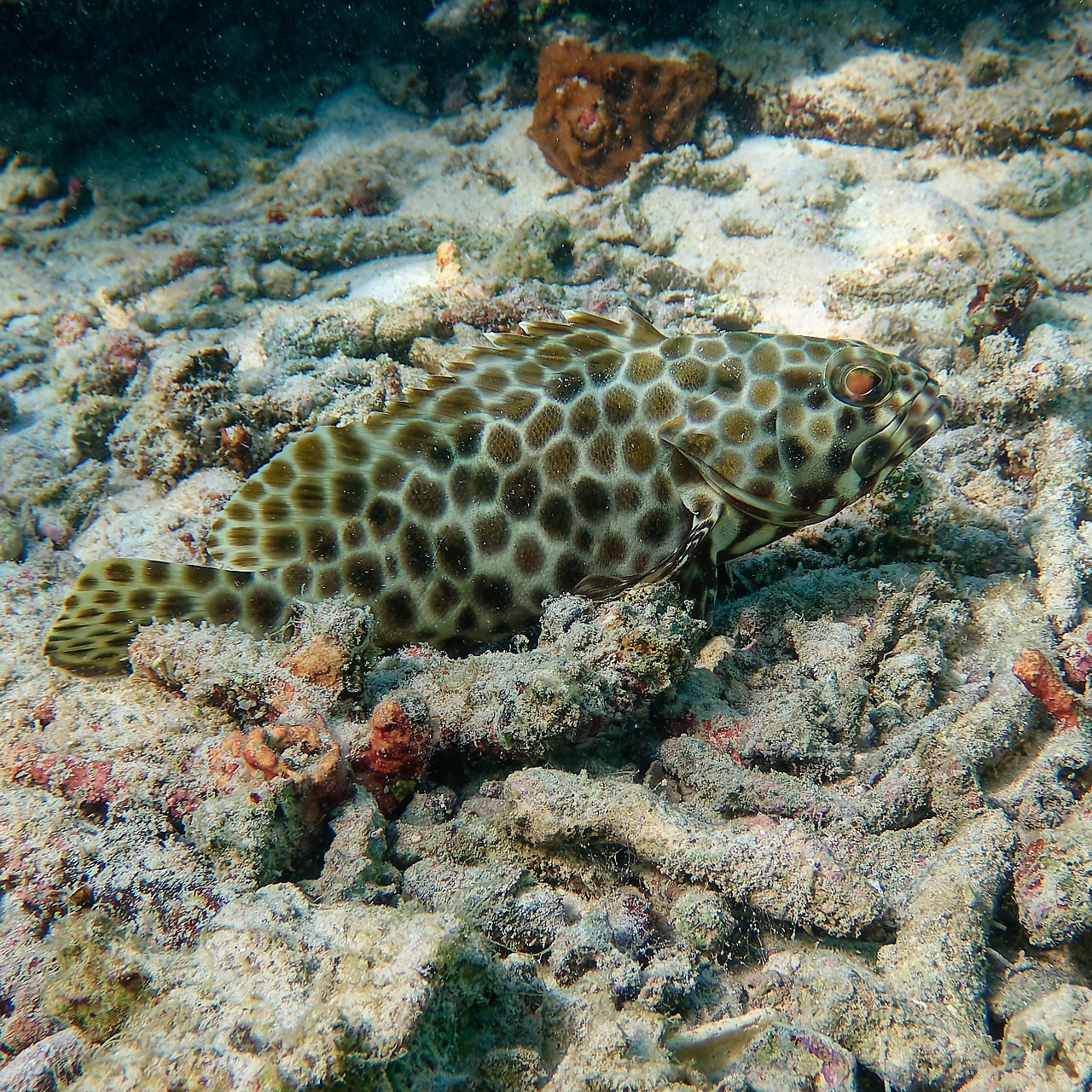 Мне посмотреть. Рыбов показываю