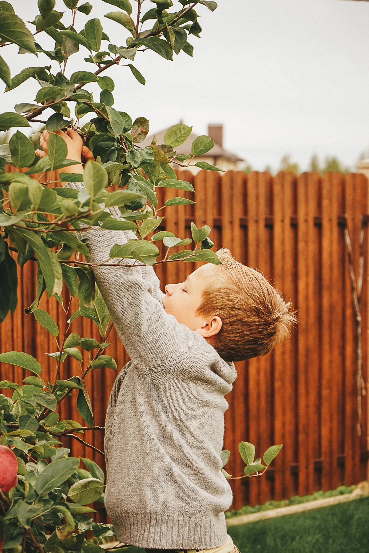 Яблочная история. Семейный lifestyle и контент фотограф, г. Бронницы Крылова Анна