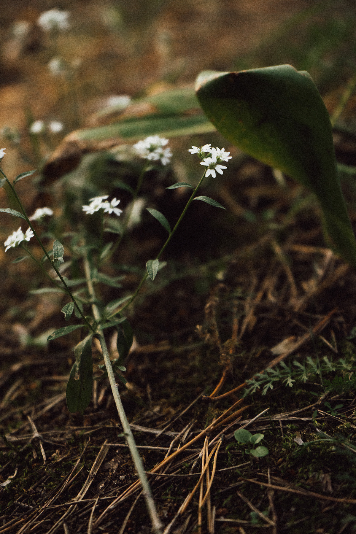Счастливое детство. Семейный lifestyle и контент фотограф, г. Бронницы Крылова Анна