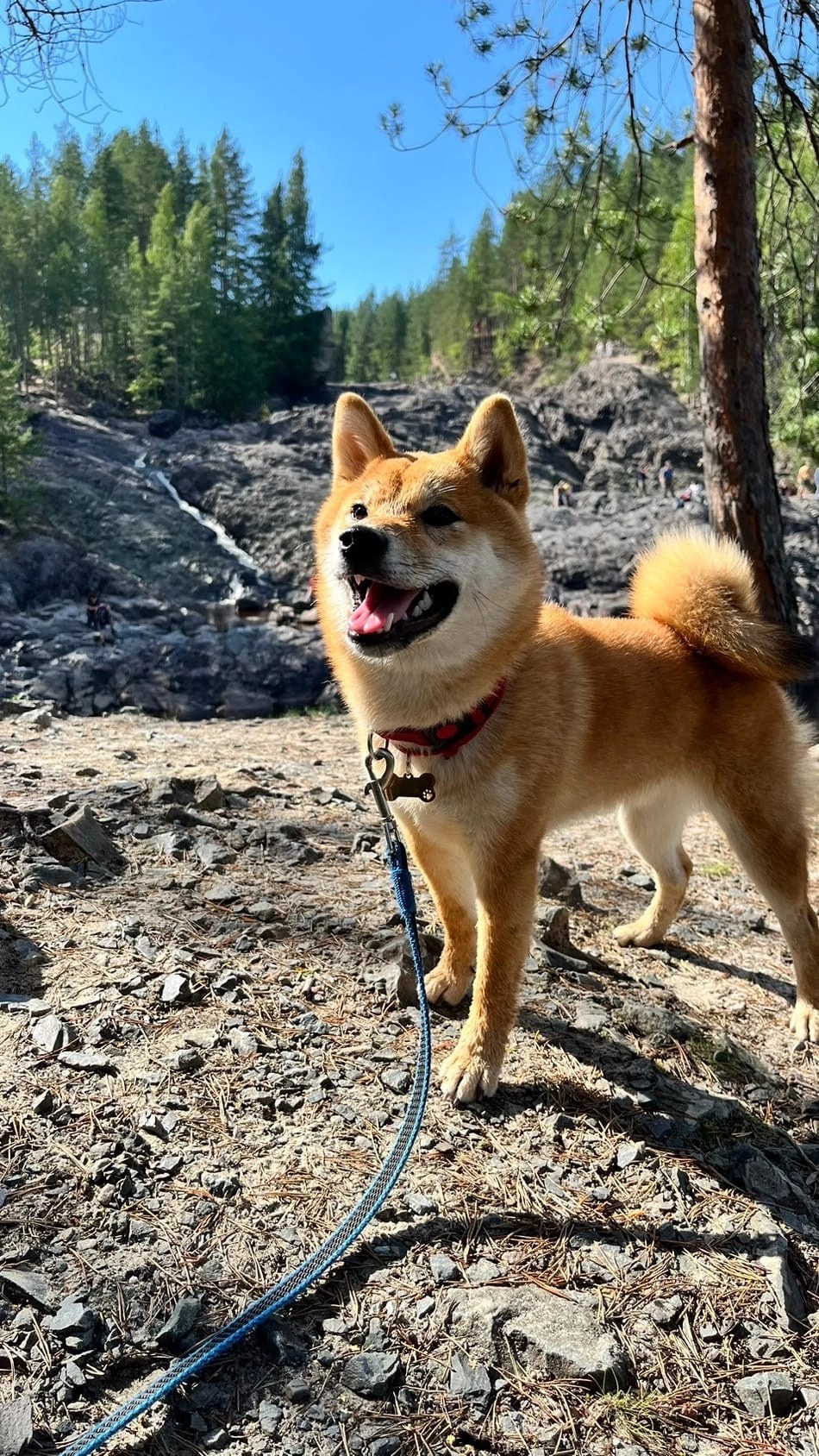 сиба питомник Рубилайт щенки на продажу rubylight  сиба щенки купить