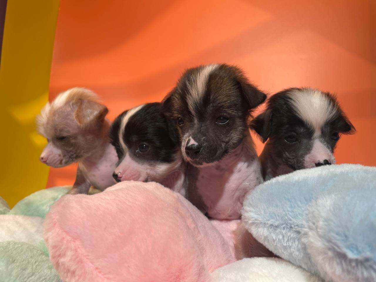 Девочкам помёта «D» месяц. Питомник китайских хохлатых собак Poale Ell: купить щенка