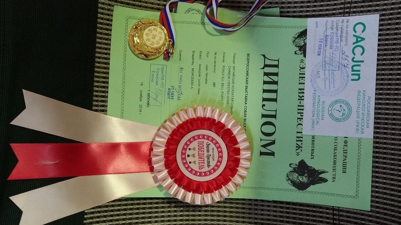 Poale Ell Bell. Chinese Crested Dog Kennel Poale Ell