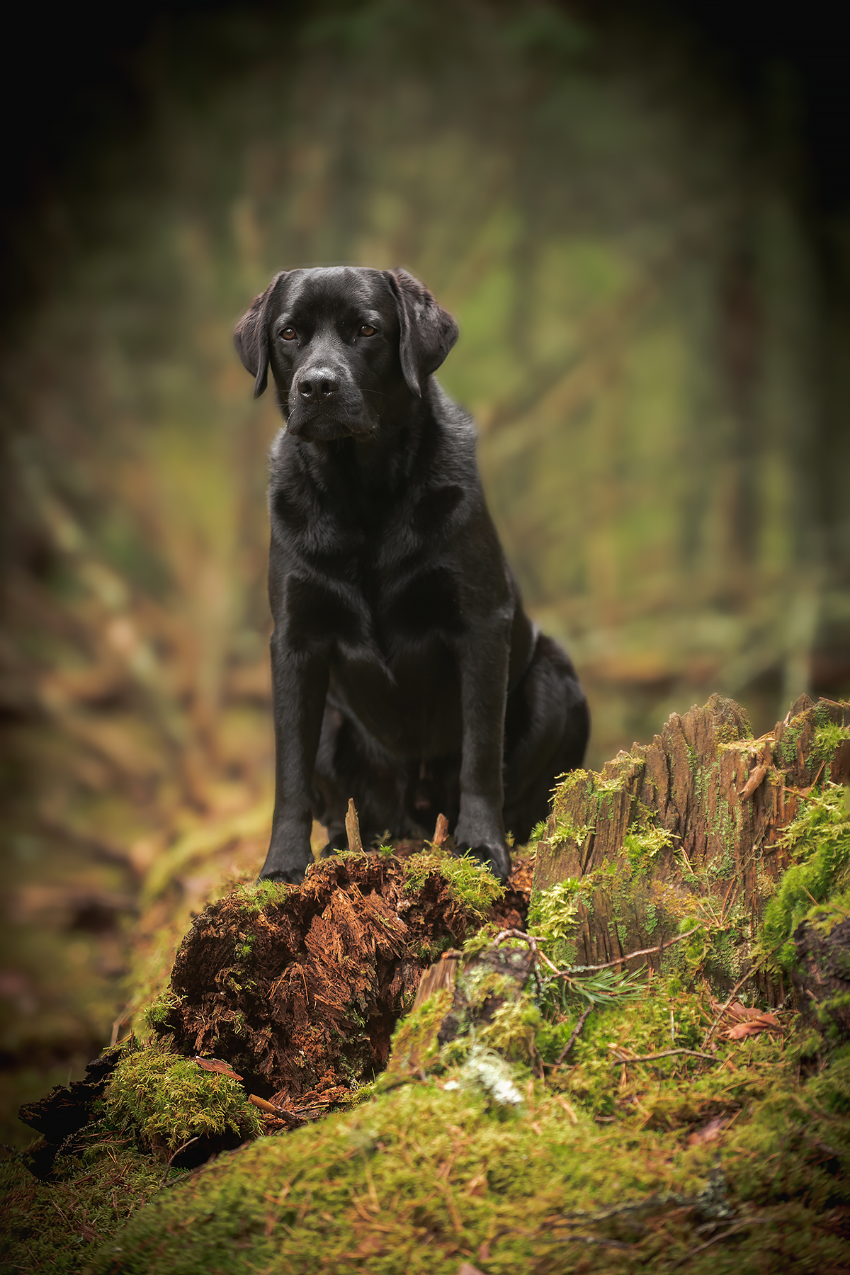 Лабрадоры на Валдае. Фотограф-анималист Наталья Светличная