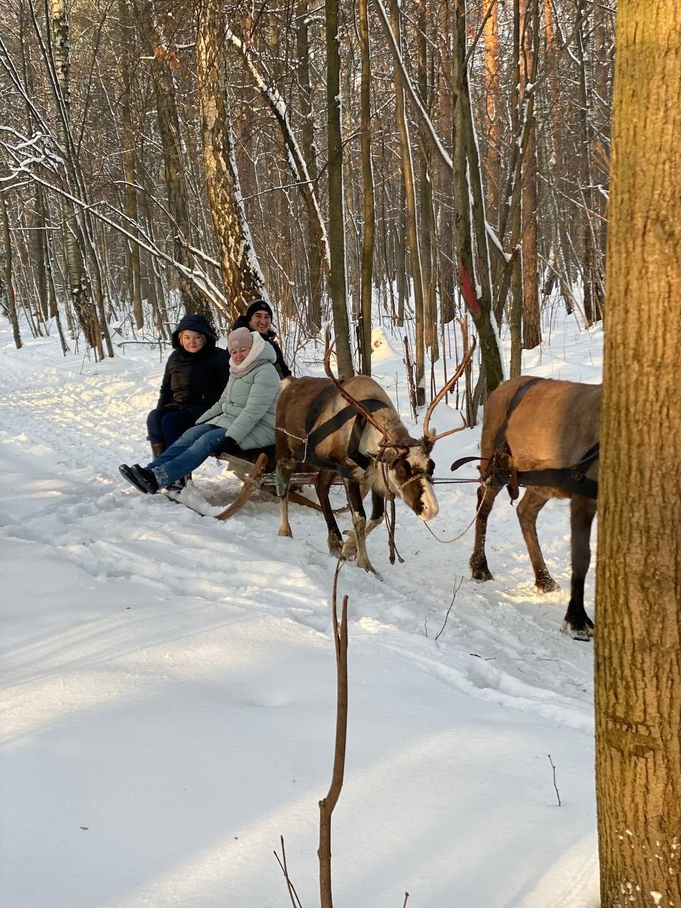 В гости к северным оленям | 02.12.2023. Галерея Фантим